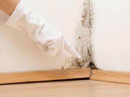 Professional Mold Prevention & Removal  in Jamesburg, NJ